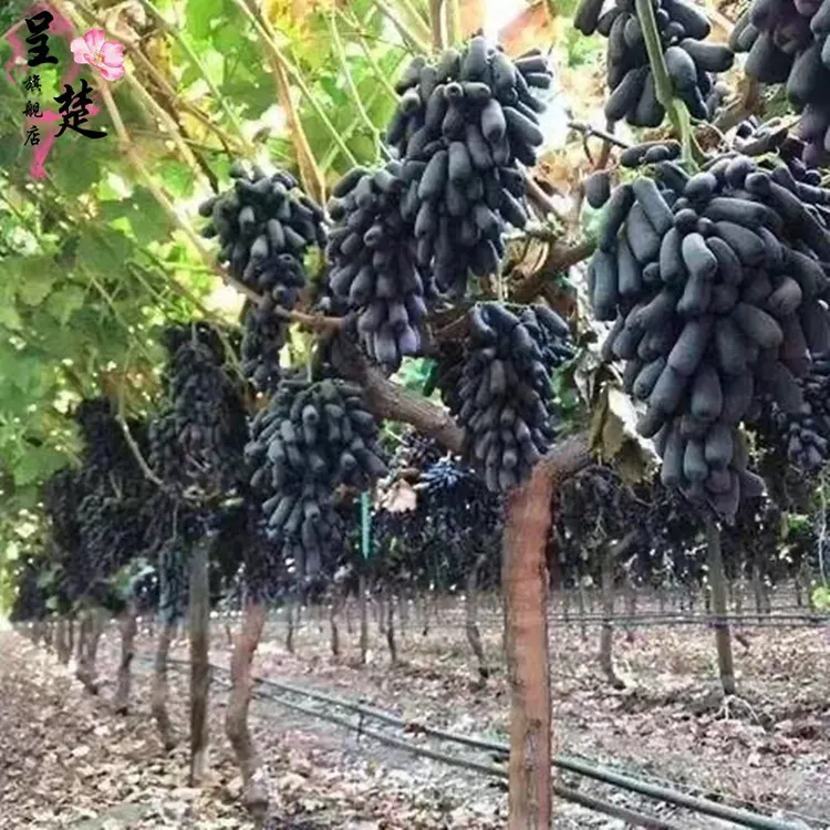 蓝宝石葡萄苗果树苗葡萄树苗果树爬藤盆栽南北方四季种植当年结果