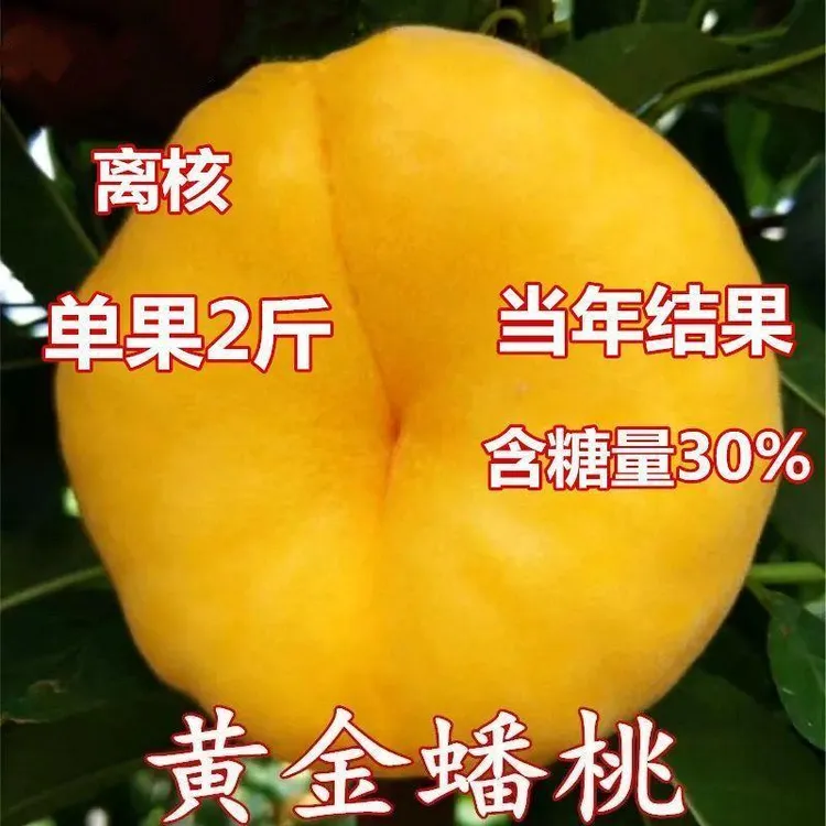 嫁接黄金蟠桃树苗果树桃树树苗南北方种植盆栽地栽果树苗当年结果