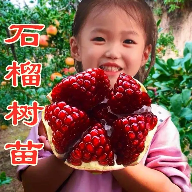 嫁接突尼斯软籽石榴苗南北方种植当年结果庭院果树蒙阳红石榴树苗