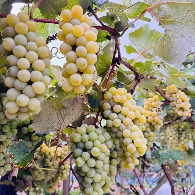 爬藤水晶葡萄树苗南方北方无核盆栽珍珠葡萄苗青葡萄青提葡萄树苖