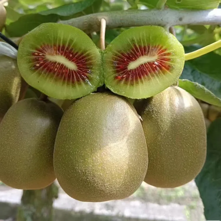 东红猕猴桃苗盆栽自花授粉当年结果南北方种植红心嫁接果树树苗