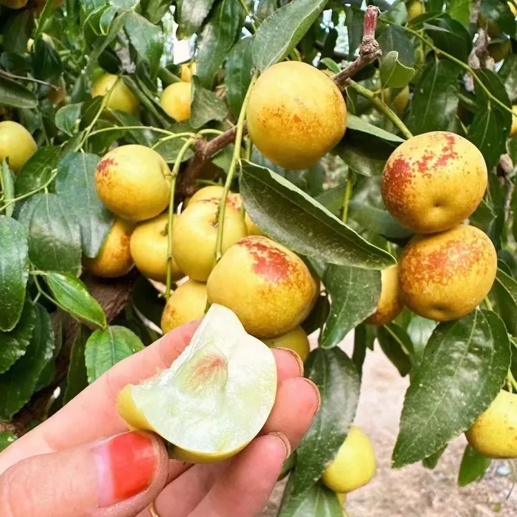 枣树活苗冬枣树苗当年结果盆栽地栽矮化南北方种植耐寒抗旱大超甜