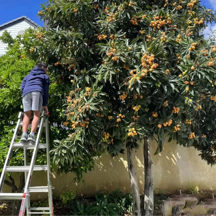 枇杷苗树大五星水果树苗果树无核枇杷苗南方北方四季种植当年结果