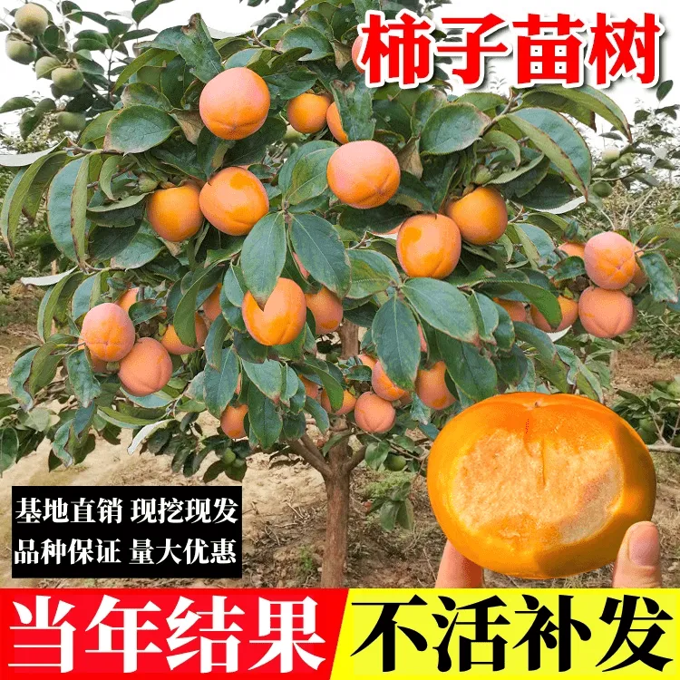 柿子苗树盆栽果树苗嫁接脆甜柿子树苗南北方庭院种无核火晶柿子树