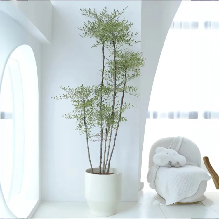 南天竹老桩 原土原盆好养观赏绿植室内外造景真树顺丰包邮