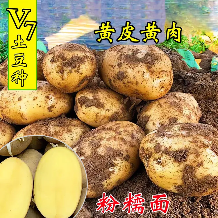 V7土豆种子高产黄皮黄心马铃薯种子原种粉洋芋种地蛋山药蛋可留种