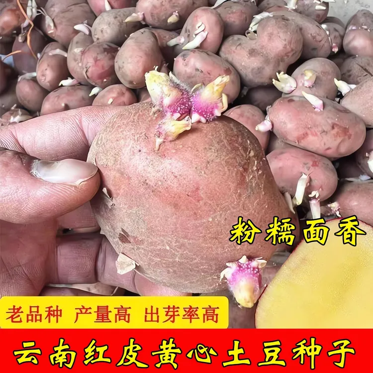 云南红皮黄心土豆种子早熟原种秋冬春季发芽高产红皮马铃薯种仔
