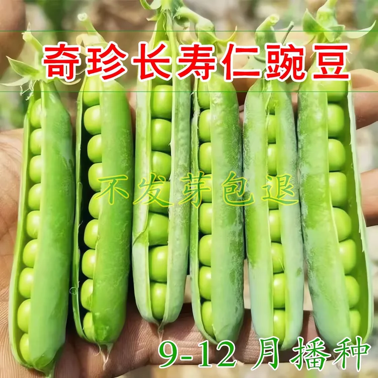 双花双荚甜豌豆种子有架白花长寿仁豌豆耐寒耐霜雪可越冬豌豆种籽