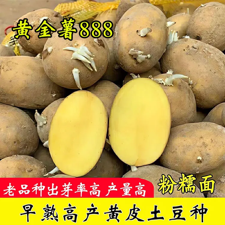 黄金薯888早熟黄皮黄心土豆种子高产马铃薯种籽脱毒原种洋芋种仔