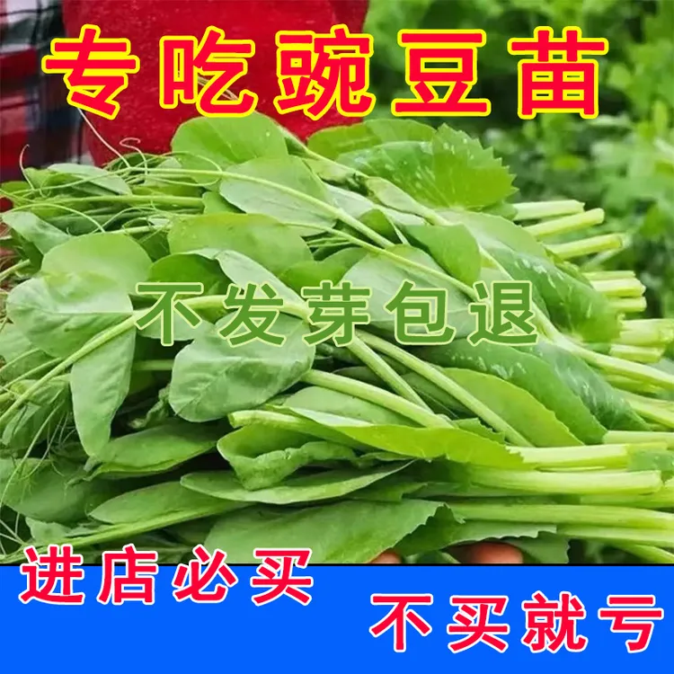 (专吃豌豆尖)豌豆苗种子特大豆尖水培荷兰豆芽碗豆尖芽菜种子四季