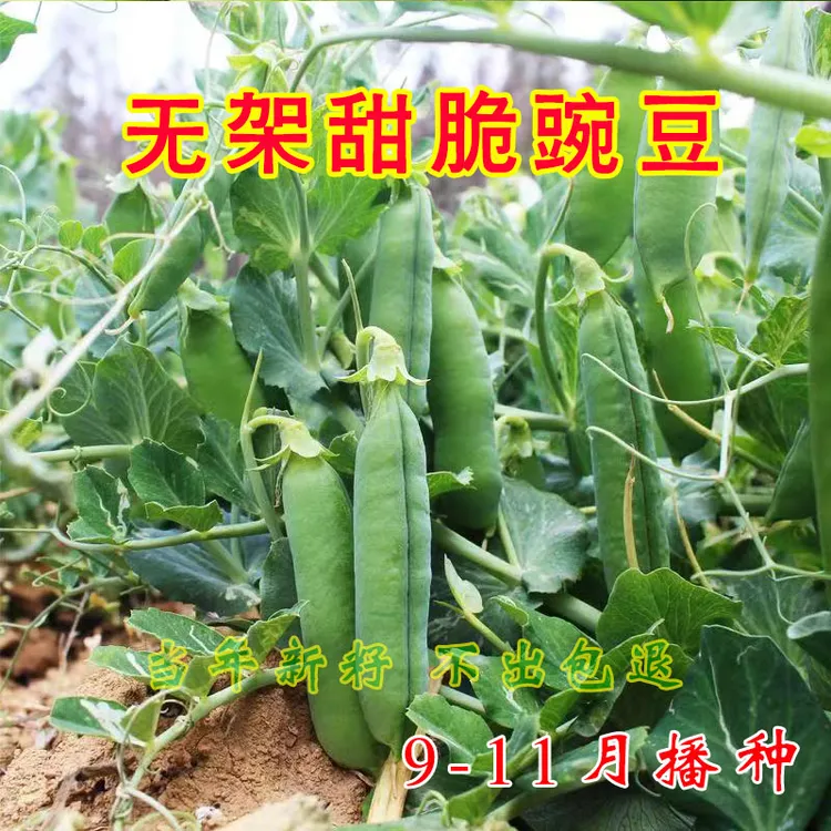 高产无架豌豆种子早熟长寿仁甜豌豆矮杆豌豆籽青豆蔬菜种子菜中籽