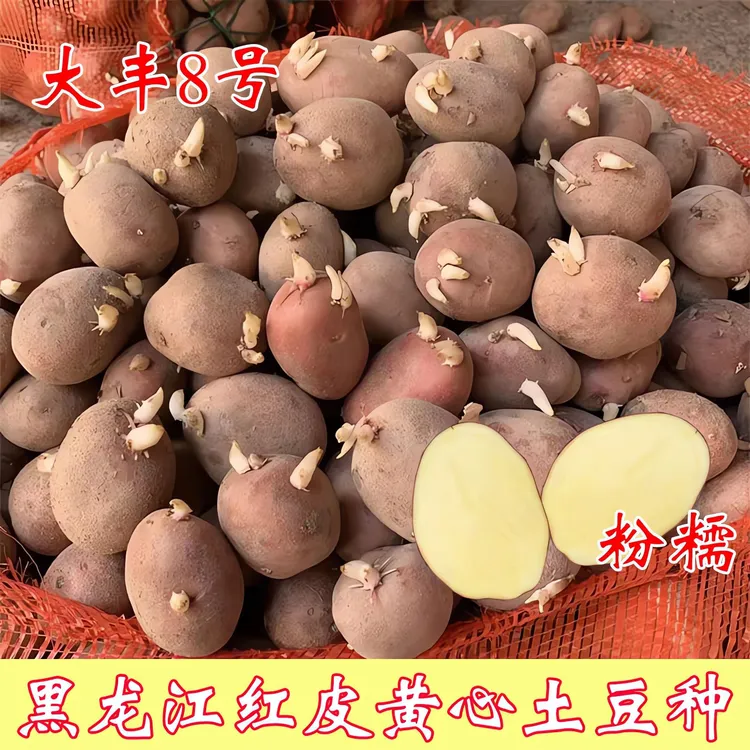 大丰8号红皮黄心土豆种子发芽种秋冬春季洋芋种催芽高产马铃薯种