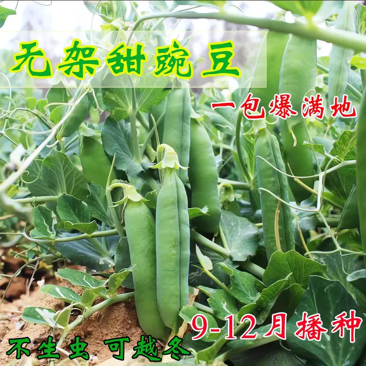 好种子按斤卖无架豌豆种子早熟甜豌豆高产矮杆豌豆籽青豆蔬菜种子