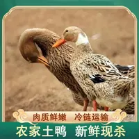 【兵哥】农家放养土鸭子 3只毛重9-10斤 净重共6-7斤 非老鸭 
