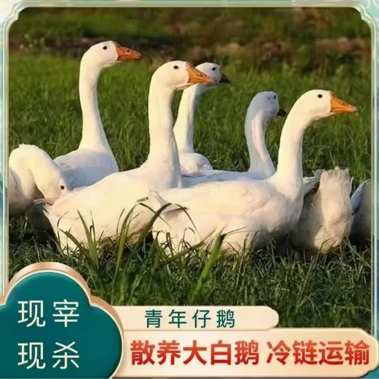 【大葱家】农家散养大鹅 仔鹅 发2只 净重9斤 带心肝发货