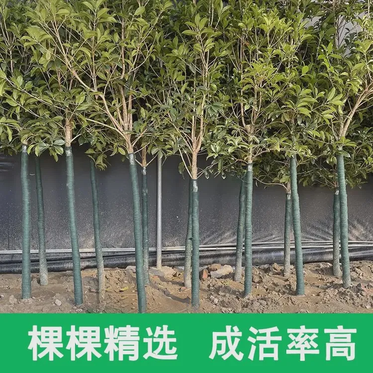 地栽大型桂花树庭院大树原生八月金桂丹桂花开花四季盆栽常绿