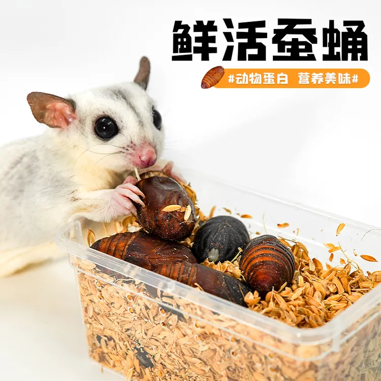 蜜袋鼯蚕蛹仓鼠零食花枝鼠松鼠金丝熊新鲜蚕蛹卵蝉蛹增肥高蛋白