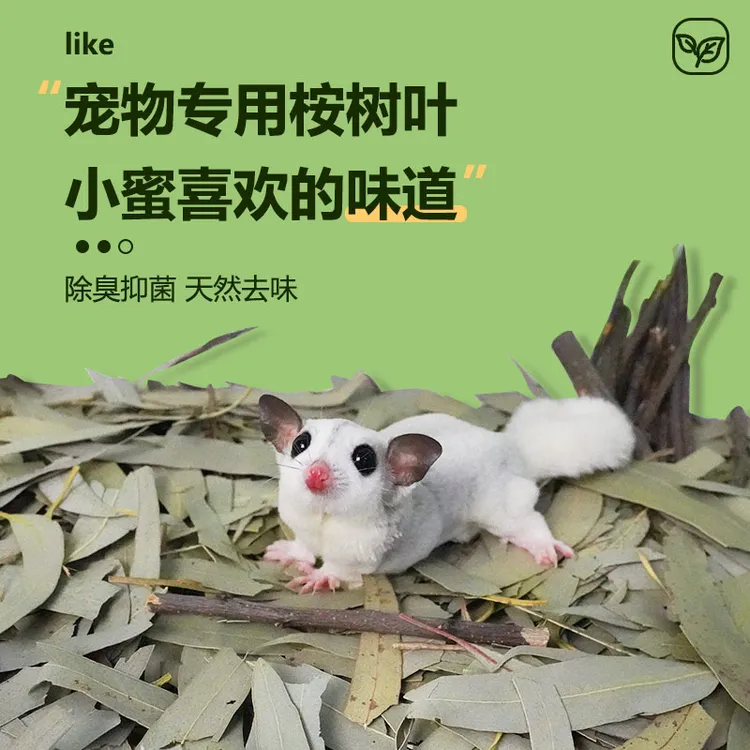 蜜袋鼯桉树叶桉树枝磨牙零食祛味除臭烘干垫料垫材蜜袋鼯用品玩具