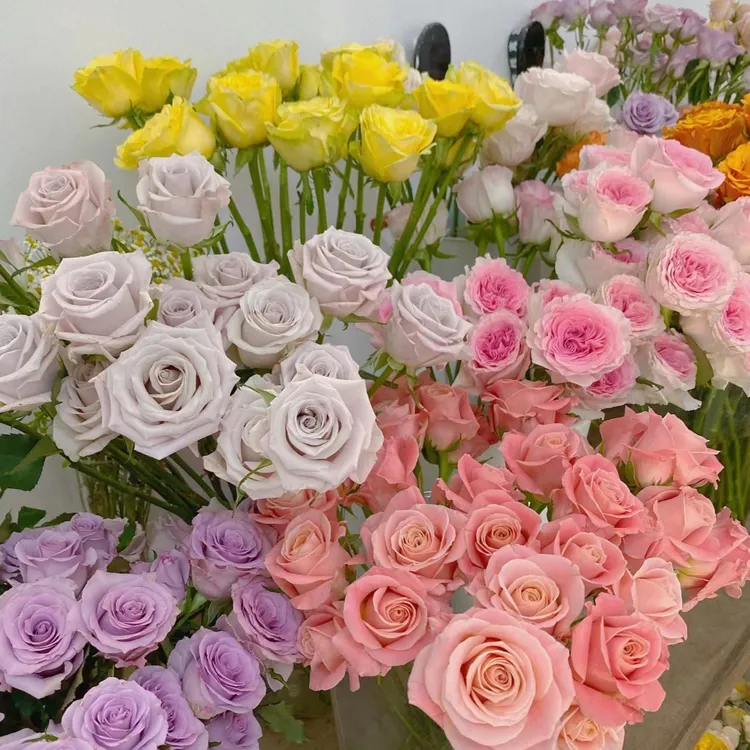 香槟+多头玫瑰+洋甘菊+优加利云南昆明直发加保鲜剂