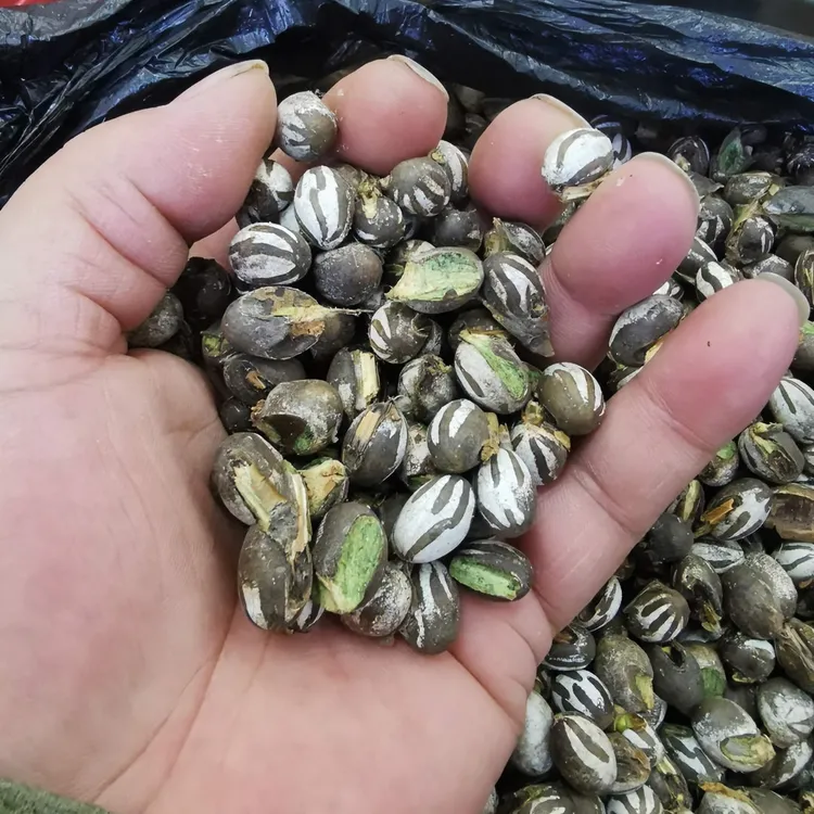 杨拉罐 2025年采摘洋辣子 冷水鱼虫饵宠物零食