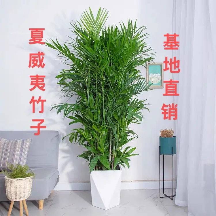 夏威夷竹室内大型绿植盆栽凤尾竹客厅办公室盆景袖珍椰子净化空气