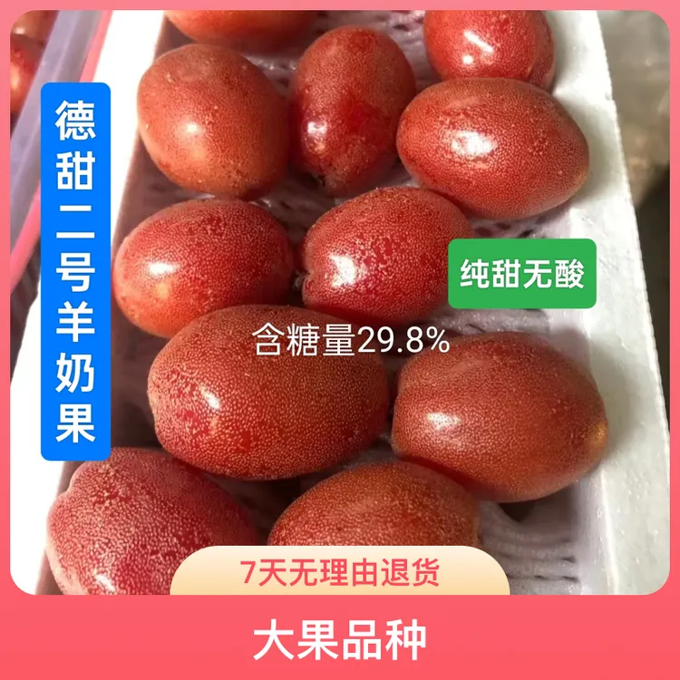 纯甜羊奶果苗德甜二号改良新品种果大庭院阳台种植