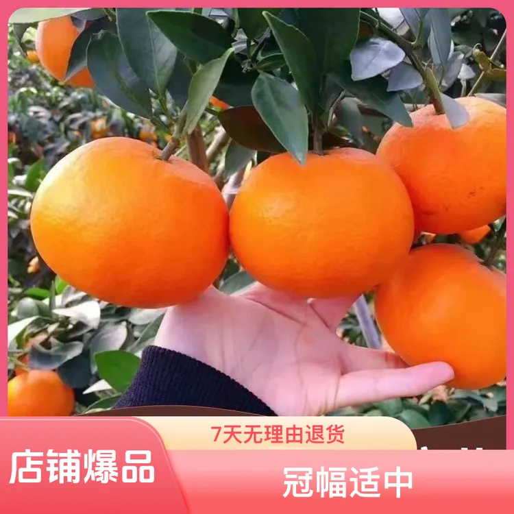 开花挂果无籽沃柑苗高产沃柑果树苗砂糖橘树苗沙糖桔带土发货果苗