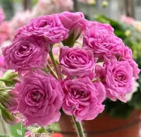 梅尔森2——超重瓣玫瑰花蕊包对版发货