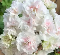 乌拉诺娃-中苗发货包对版