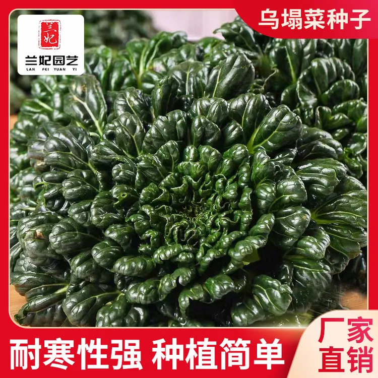 乌塌菜菜籽抗寒抗冻菊花心乌塌菜秋冬耐寒蔬菜播种菜籽