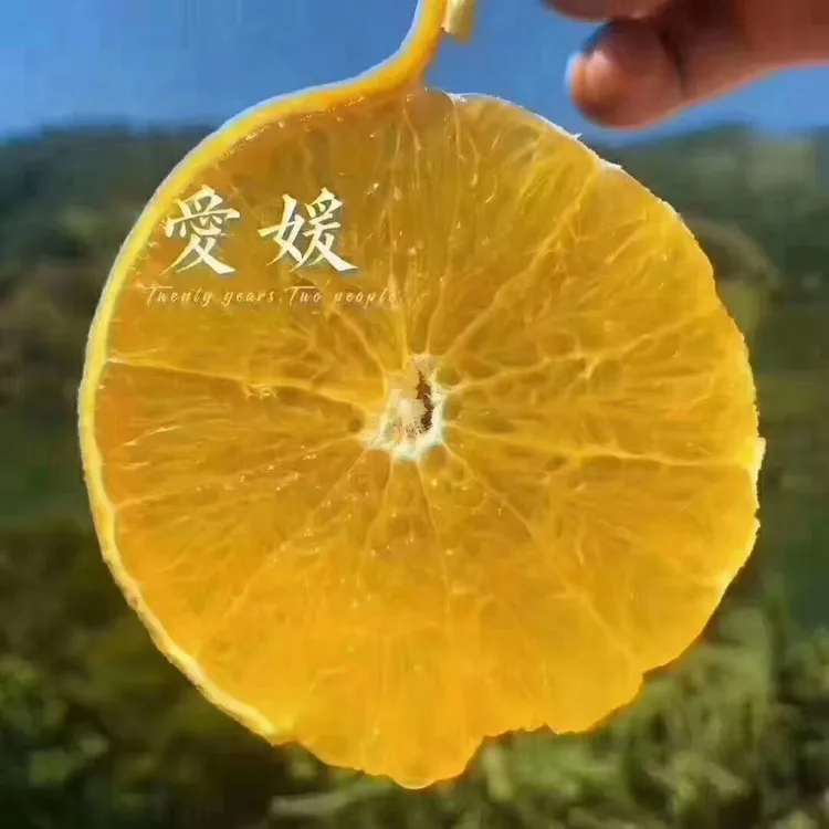 四川眉山核心产区爱媛38号果冻橙大果特大果双十一大促8斤送一斤