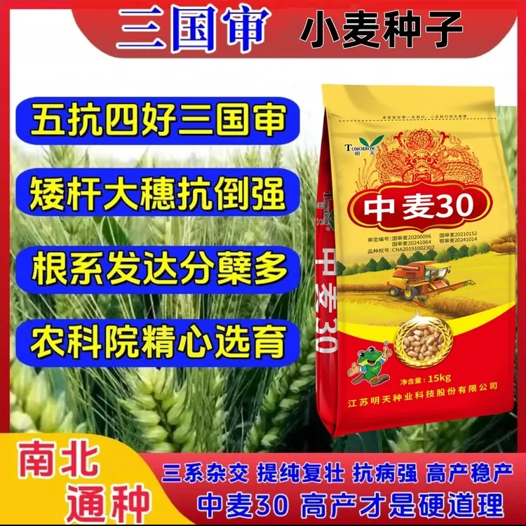 中麦30（三国审）高产小麦种子抗性好抗倒伏矮杆小麦