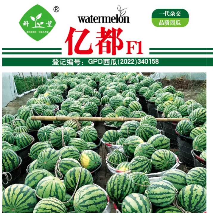 亿都西瓜早熟，产量高，大红瓤，甜度高，易管理，好坐果，耐裂瓜。