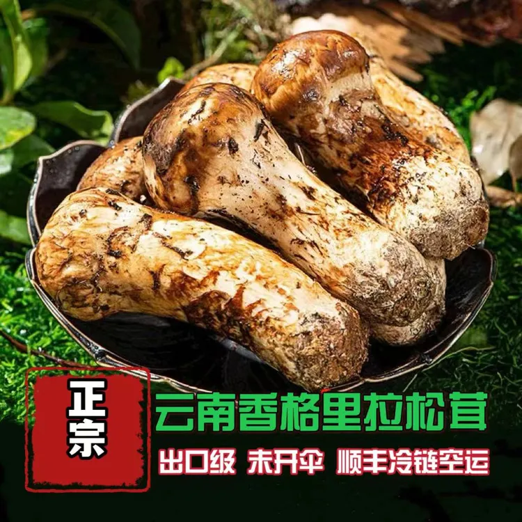 【正宗香格里拉松茸】顺丰空运冷链包邮新鲜精品急速发货