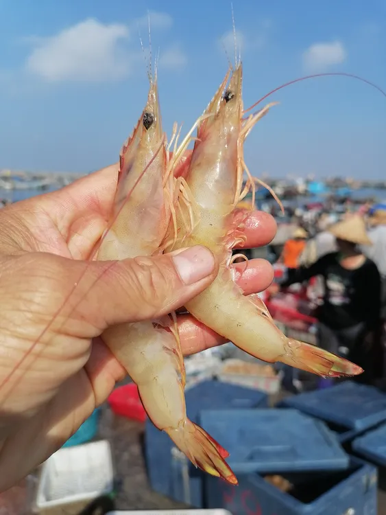 【流网白丁虾】漳州六鳌海捕流网无沙白丁虾6盒净重3斤