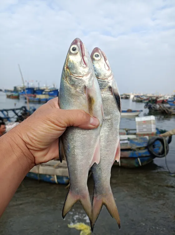 【马友鱼】漳州六鳌海捕午鱼马友鱼4斤