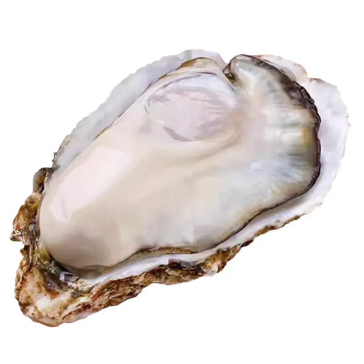 大神堂野生浅摊手摸生蚝G【鲜甜口感】