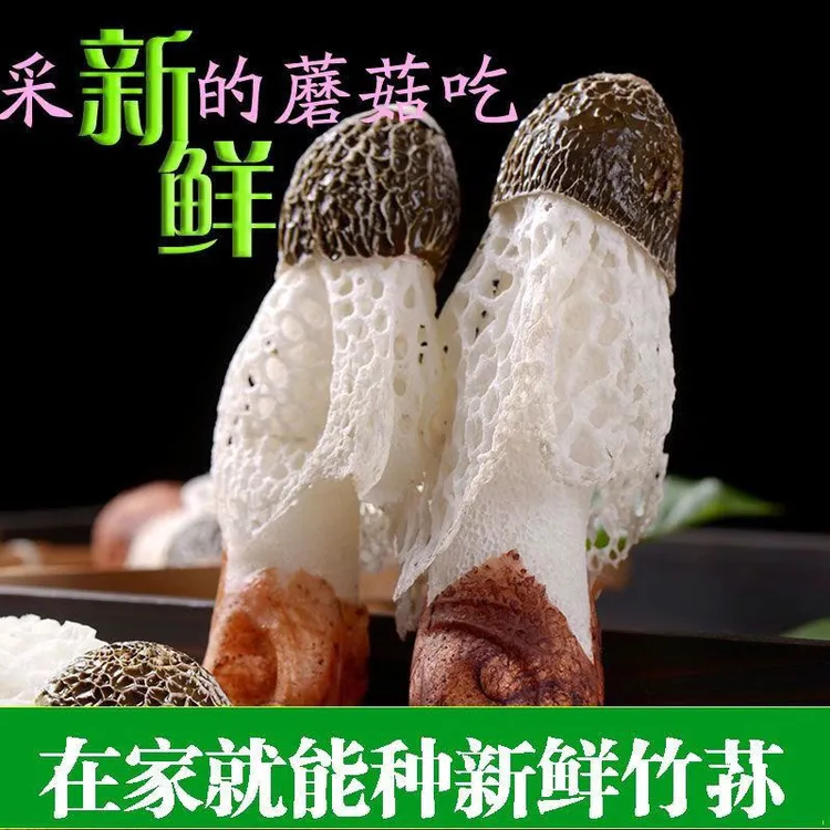 竹荪食用菌包蘑菇菌种家庭室内阳台盆栽四季种植
