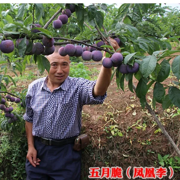 付成德五月脆（凤凰李）付成德李子基地直发 2.5k顺丰空运
