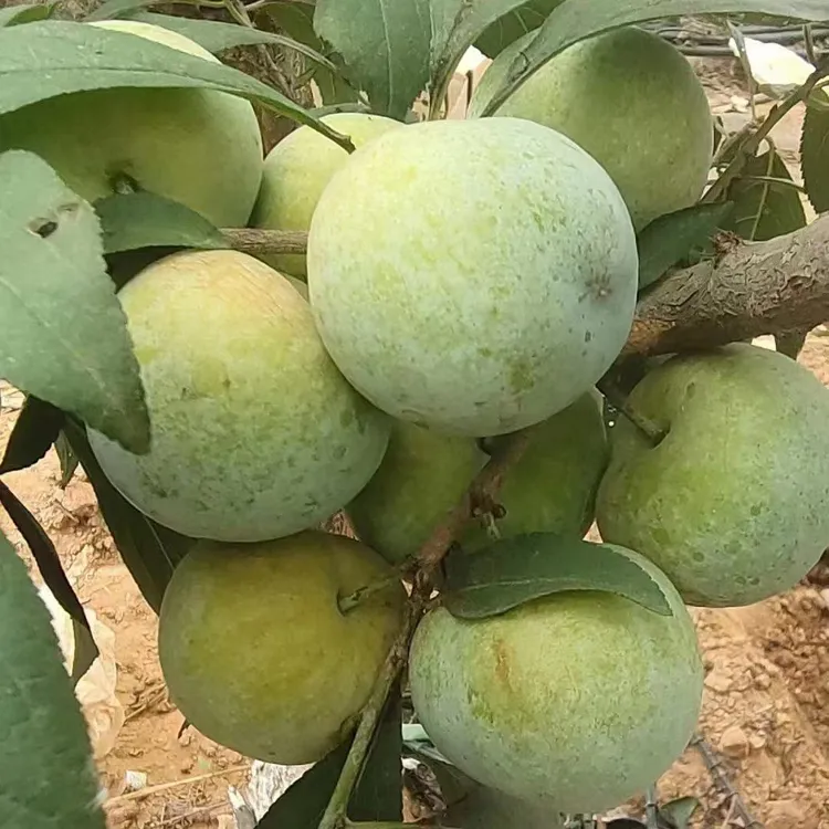 巨进晚脆李树苗九月份左右成熟付成德李子苗基地洪雅发货李子树苗