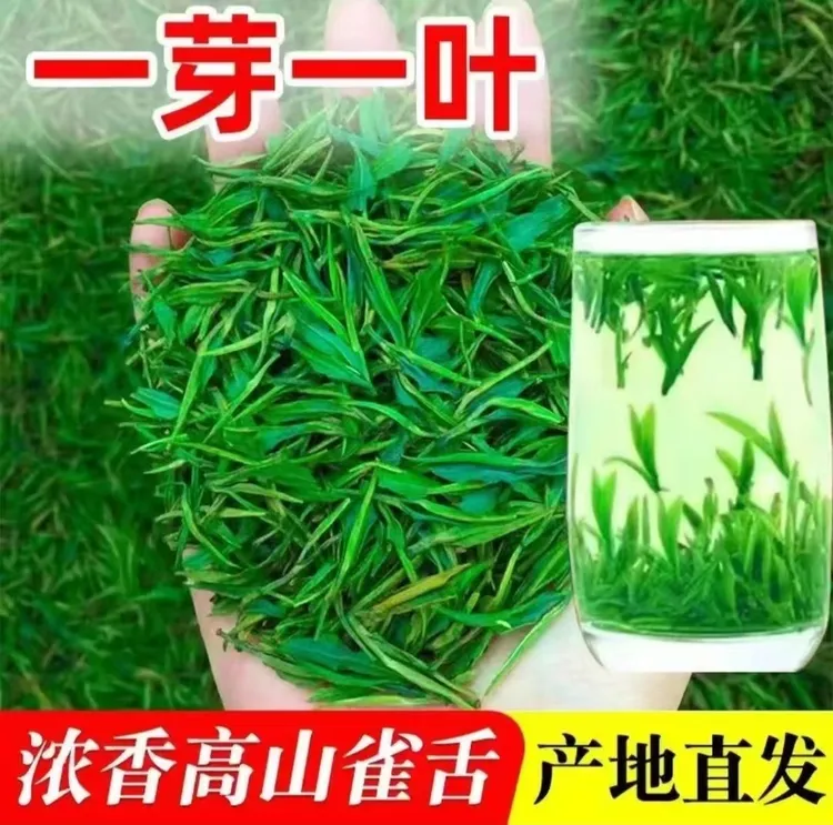 2025浓香耐泡手工茶湄潭雀舌绿茶明前嫩芽礼品茶叶散春茶