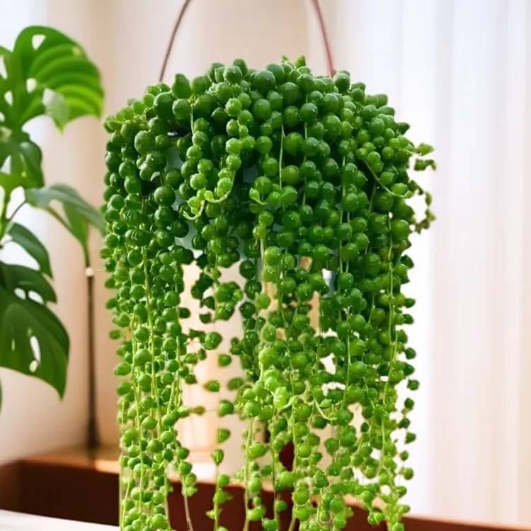 佛珠吊篮多肉带盆带土带挂钩盆栽垂钓型多肉植物多肉盆栽