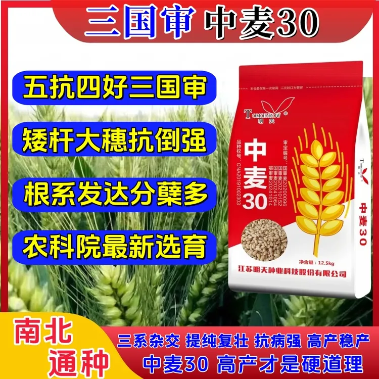 12.5斤中麦30（三国审）矮杆大穗高产病抗倒耐旱小麦抗冻新品种