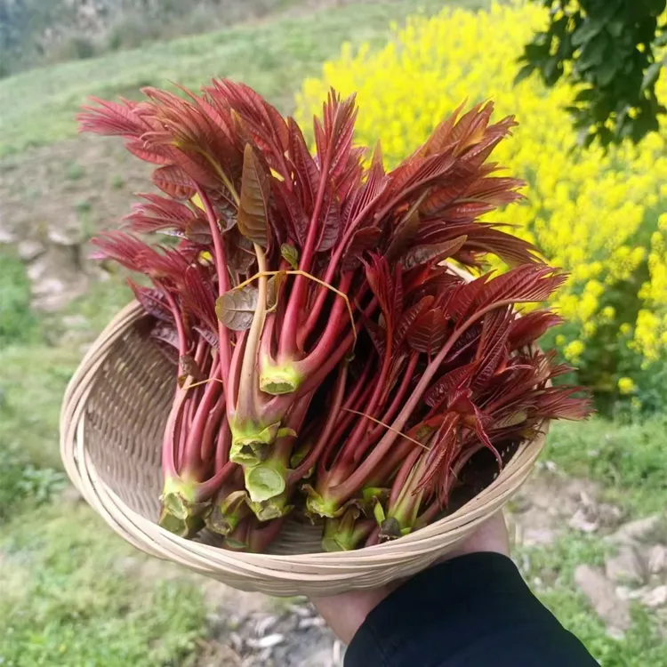 【顺丰包邮】头茬香椿芽重庆新鲜香春嫩芽云南露天红油春芽叶蔬菜