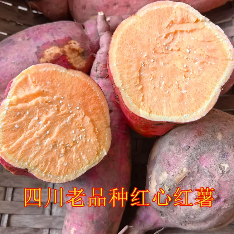四川新鲜红心红薯 软糯面甜本地红苕地瓜好吃红苕3/5/9斤现挖番薯