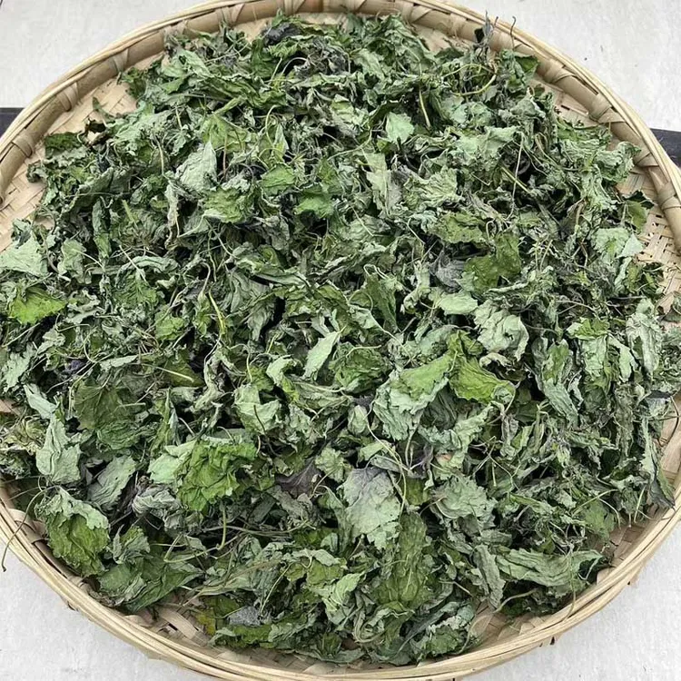 四川新鲜藿香叶子现摘现晒干霍香叶50g食用鱼香叶 做菜泡水香回甜