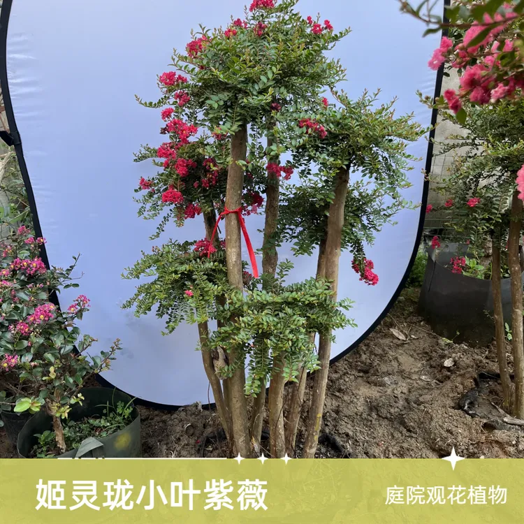 紫薇花树姬灵珑百日红花紫薇红火箭紫金灵百丽天鹅绒植物棒棒糖
