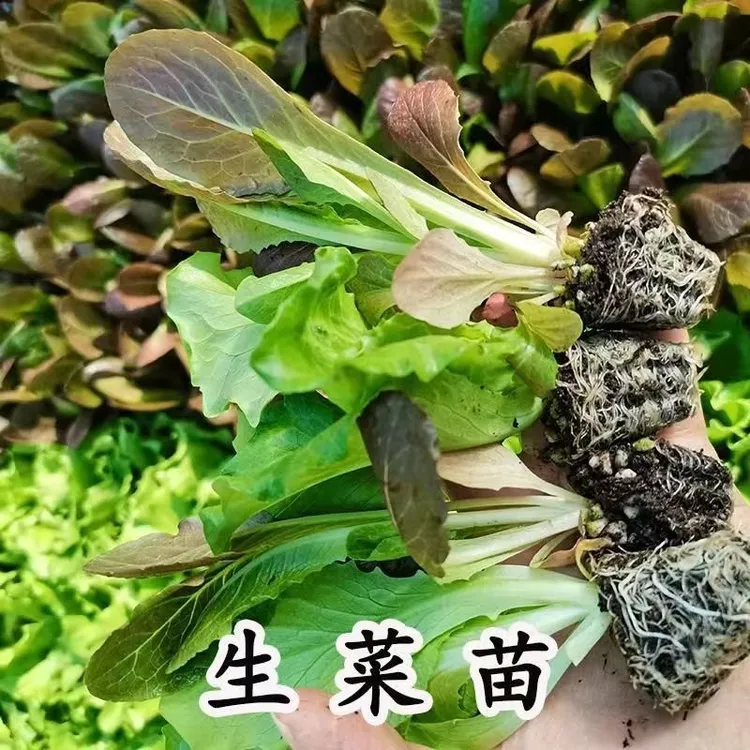 紫生菜种苗生菜苗四季盆栽紫色沙拉生菜春秋季易种生菜种苗花盆种
