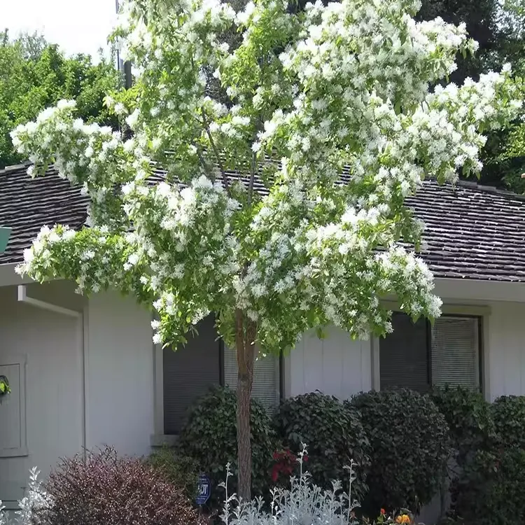 流苏树苗老油根子小苗嫁接桂花母本盆栽地栽庭院绿化风景树油棘苗