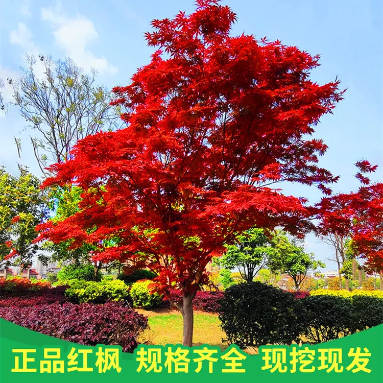 红枫树苗庭院别墅种植  花园植物红舞姬盆栽地栽三季红中国红枫苗